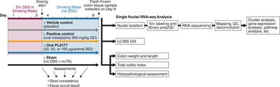 A novel oral formulation of the melanocortin-1 receptor agonist PL8177 resolves inflammation in preclinical studies of inflammatory bowel disease and is gut restricted in rats, dogs, and humans